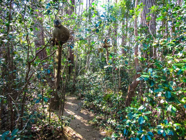 Halka Lemur Madagaskar Daki Doğal Yeşil Yaşam Alanına Kadar Takip — Stok fotoğraf