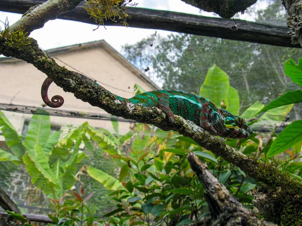 Madagáscar Endemic Pantera Camaleão Verde Selva Lokobe Reserve Nosy Seja — Fotografia de Stock