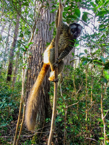 Ringschwanzmaki Ihrem Natürlichen Grünen Lebensraum Madagaskar — Stockfoto