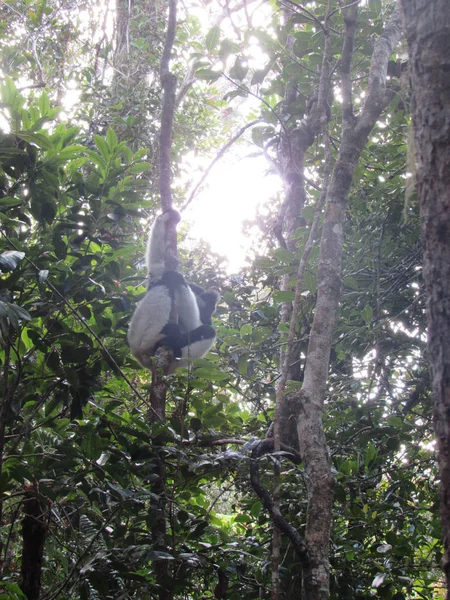 Halka Lemur Madagaskar Daki Doğal Yeşil Yaşam Alanına Kadar Takip — Stok fotoğraf