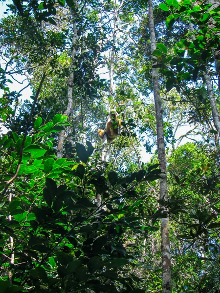 Halka Lemur Madagaskar Daki Doğal Yeşil Yaşam Alanına Kadar Takip — Stok fotoğraf