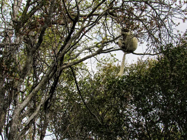 Lemur Cola Anillada Hábitat Verde Natural Madagascar — Foto de Stock