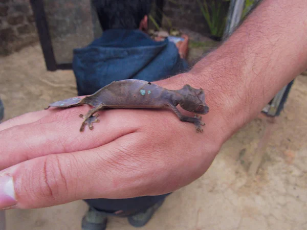Petit Lézard Gecko Portée Main Parc Naturel Madagascar — Photo