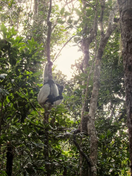 Madagaskar Yağmur Ormanlarında Ağaç Dalları Arasında Oturan Halka Kuyruklu Lemur — Stok fotoğraf
