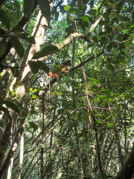 Lémurien Queue Cerclée Assis Entre Les Branches Arbres Dans Forêt — Photo