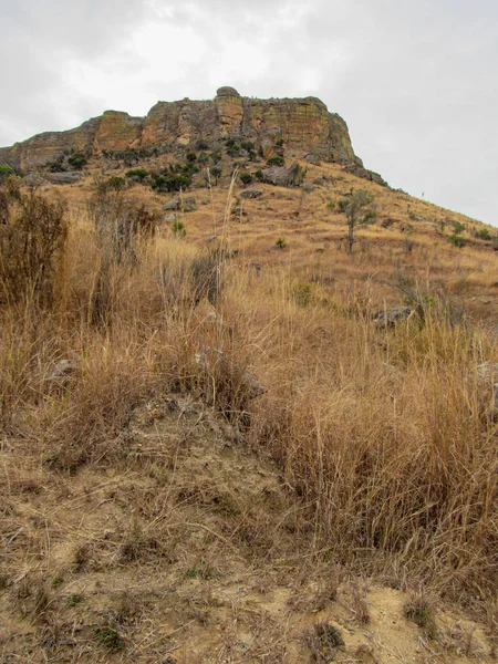 Ranomafana Nemzeti Park Esőerdejében Madagaszkár Keleti Részén Sok Zöld Élőhely — Stock Fotó