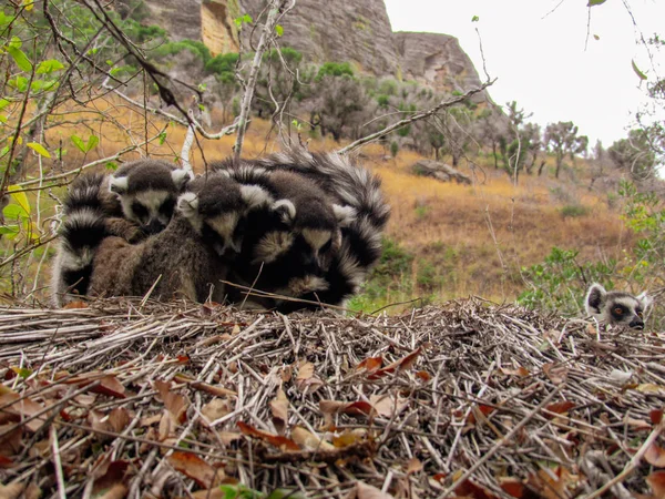 Pierścień Śledził Lemur Ich Naturalnym Zielonym Środowisku Madagaskarze — Zdjęcie stockowe