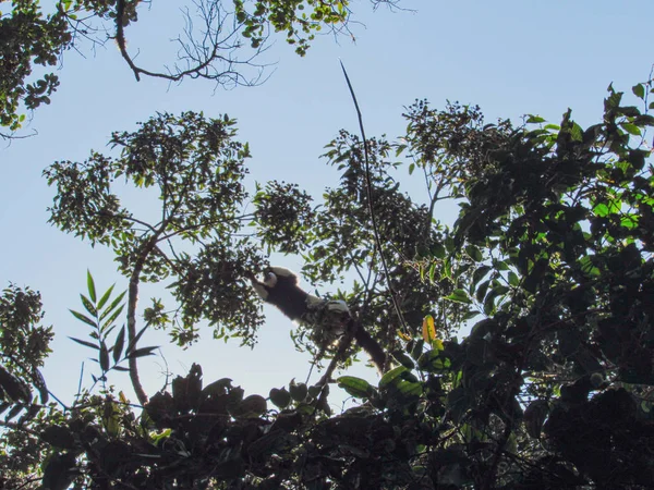 Lémur Cola Anillada Sentado Entre Ramas Árboles Selva Tropical Madagascar — Foto de Stock