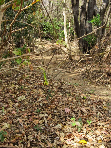 Träd Och Vilda Djur Den Naturliga Höstsäsongen Skogen Ranomafanas Nationalpark — Stockfoto