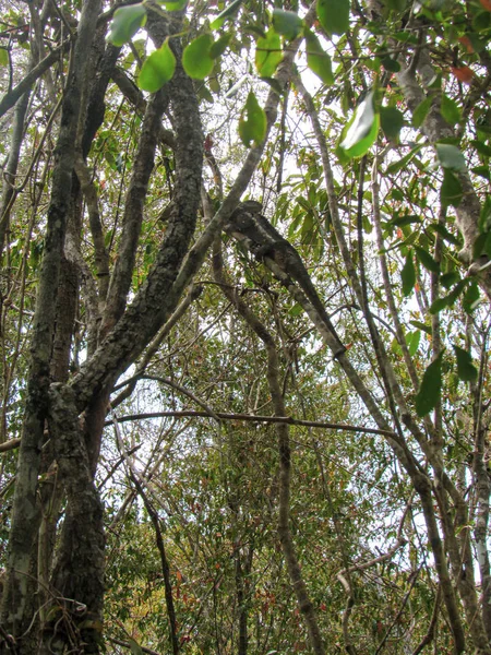 마다가스카르에 공원의 있습니다 수많은 나무와 서식지 — 스톡 사진