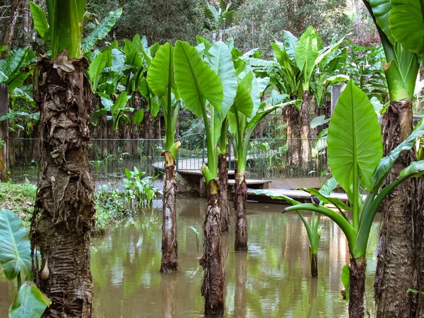 Groene Natuurlijke Habitat Bij Rivier Tsiribihina Madagaskar — Stockfoto