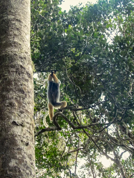 Lémurien Queue Cerclée Dans Leur Habitat Vert Naturel Madagascar — Photo