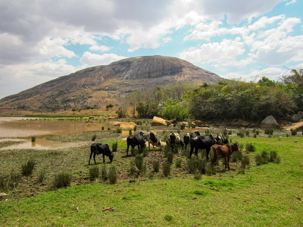 Groene Natuurlijke Habitat Bij Rivier Tsiribihina Madagaskar — Stockfoto