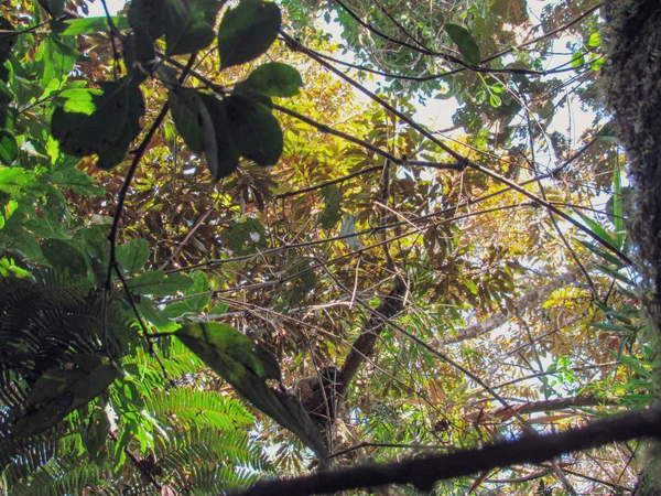 Ringelschwanz Lemurenkatze Auf Dem Ast Seinem Natürlichen Lebensraum Madagaskar — Stockfoto