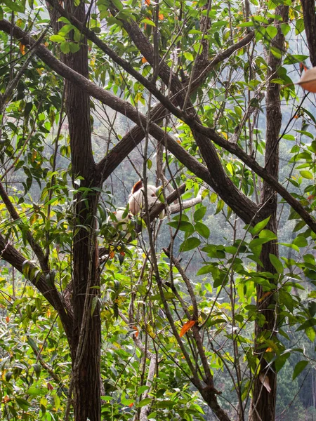 Lémur Cola Anillada Sentado Entre Ramas Árboles Selva Tropical Madagascar — Foto de Stock