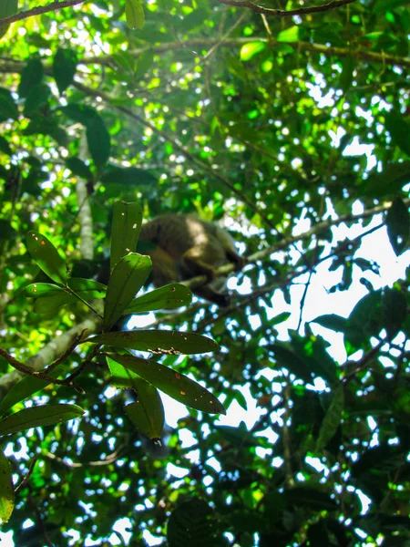 Lemur Białogłowy Siedzący Między Gałęziami Drzew Lesie Deszczowym Madagaskarze — Zdjęcie stockowe