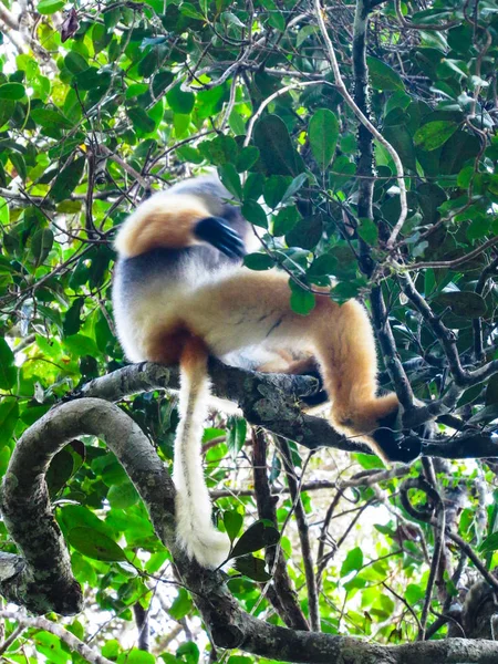 Lémure Cauda Anelada Sentado Entre Galhos Árvores Floresta Tropical Madagáscar — Fotografia de Stock