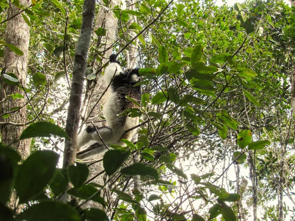 마다가스카르의 우림에 나뭇가지 사이에 꼬리달린 — 스톡 사진
