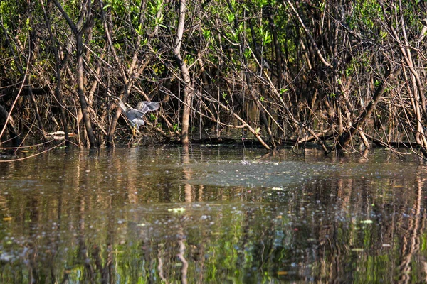 Excursion Bateau Sur Fleuve Amazone Sauvage Travers Rio Negro Leticia — Photo