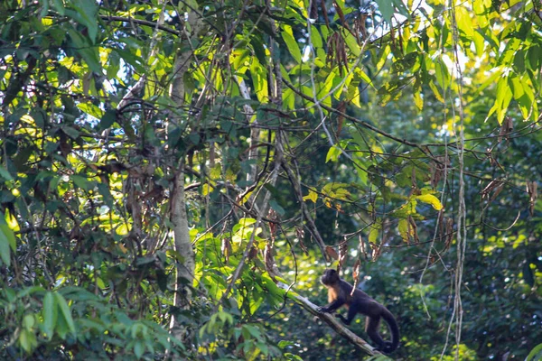 Белка Обезьяна Сидит Дереве Зелеными Листьями Амазонском Лесу Летиции Колумбия — стоковое фото