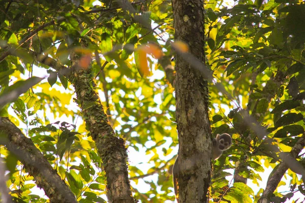 Mókusmajom Fán Zöld Levelekkel Amazon Erdőben Leticia Kolumbia — Stock Fotó