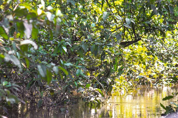 Зеленая Дикая Природа Типичной Амазонской Растительности Тропических Лесах Амазонки Летиция — стоковое фото