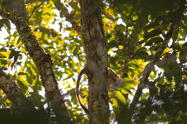 콜롬비아 레티시아에 아마존강 유역의 다람쥐 원숭이가 나무에 — 스톡 사진