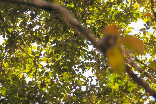 Ekorre Apa Sitter Trädet Med Gröna Blad Amazonas Skog Leticia — Stockfoto