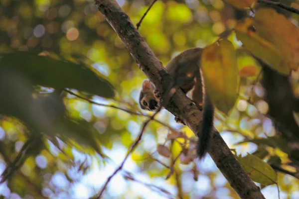 Singe Écureuil Assis Sur Arbre Avec Des Feuilles Vertes Dans — Photo