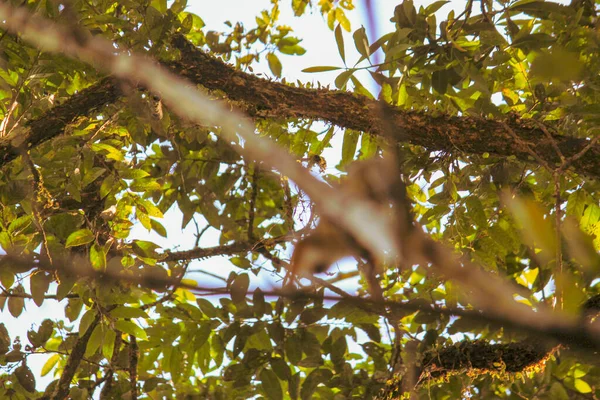 Mono Ardilla Sentado Árbol Con Hojas Verdes Bosque Amazónico Leticia — Foto de Stock