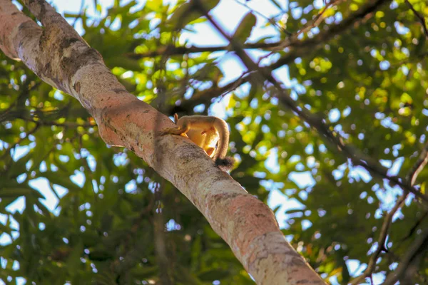 Singe Écureuil Assis Sur Arbre Avec Des Feuilles Vertes Dans — Photo