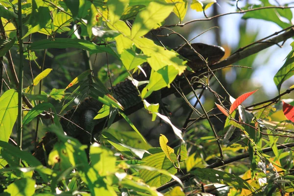 Una Gran Iguana Escondida Detrás Ramas Árboles Selva Amazónica Leticia — Foto de Stock