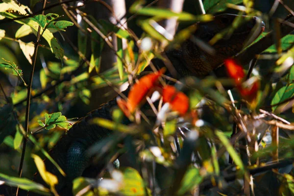 コロンビアのレティシアにあるアマゾンジャングルの木の枝の後ろに隠れている大きなイグアナ — ストック写真