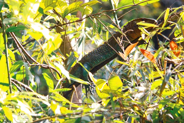 Una Gran Iguana Escondida Detrás Ramas Árboles Selva Amazónica Leticia — Foto de Stock