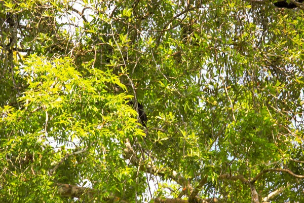 Mono Ardilla Sentado Árbol Con Hojas Verdes Bosque Amazónico Leticia — Foto de Stock