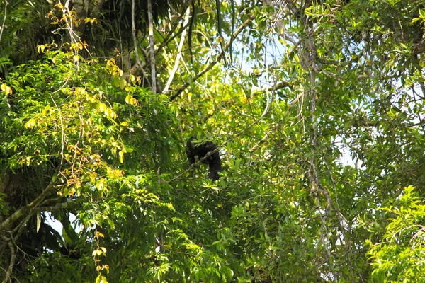 コロンビアのレティシアのアマゾンの森の緑の葉で木の上に座っているリス猿 — ストック写真