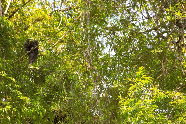 Mono Ardilla Sentado Árbol Con Hojas Verdes Bosque Amazónico Leticia — Foto de Stock