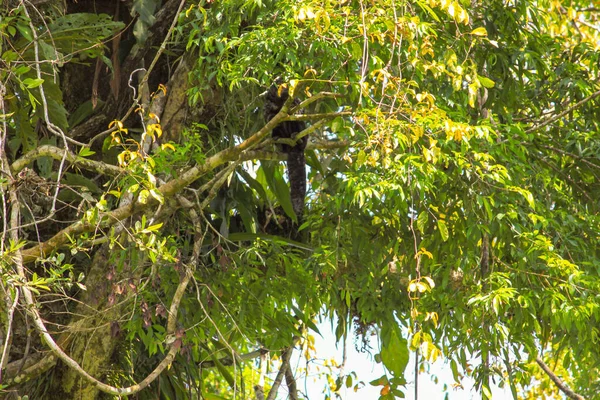 Singe Écureuil Assis Sur Arbre Avec Des Feuilles Vertes Dans — Photo