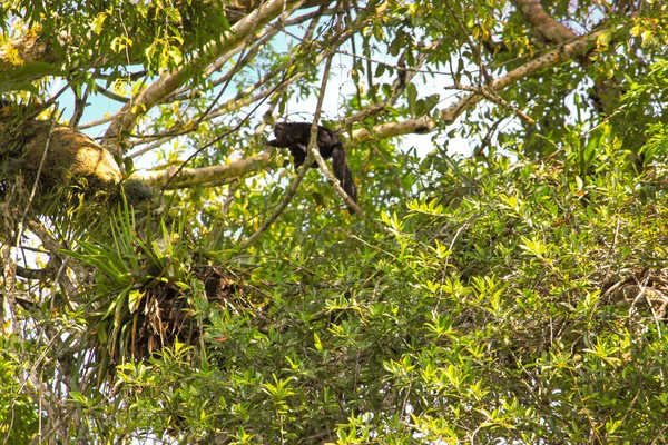 Singe Écureuil Assis Sur Arbre Avec Des Feuilles Vertes Dans — Photo