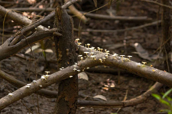 Divoké Houby Kvetoucí Mrtvého Kmene Stromu Amazonském Lese Leticii Kolumbii — Stock fotografie