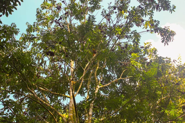 Mono Ardilla Sentado Árbol Con Hojas Verdes Bosque Amazónico Leticia — Foto de Stock