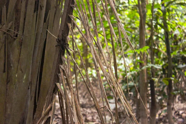 Leticia Kolombiya Nın Amazon Yağmur Ormanlarındaki Tipik Amazon Bitkilerinin Yeşil — Stok fotoğraf