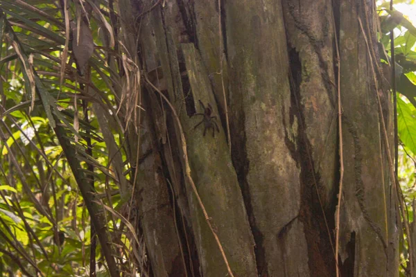 Naturaleza Verde Salvaje Vegetación Amazónica Típica Selva Amazónica Leticia Colombia — Foto de Stock