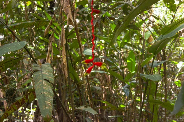 콜롬비아 레티시아의 아마존강 우림의 전형적 — 스톡 사진