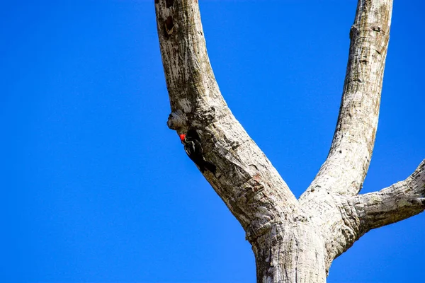 Woodpecker Egy Amazonas Erdőben Leticia Kolumbia — Stock Fotó