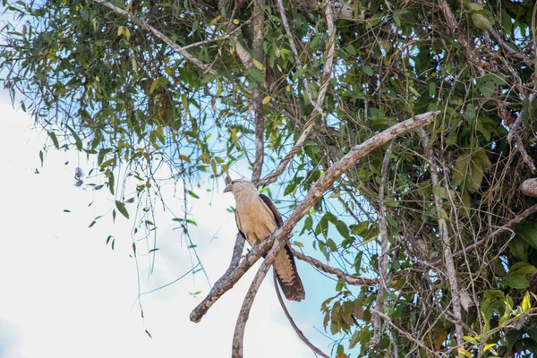 Harpy Eagle Harpia Harpyia Амазонском Лесу Летисия Колумбии — стоковое фото