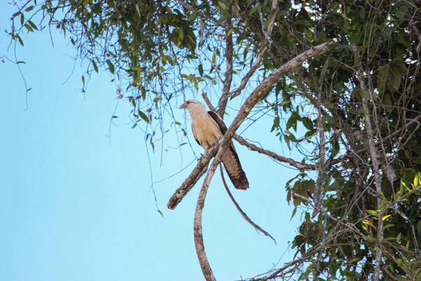 Harpy Eagle Harpia Harpyia Nella Foresta Amazzonica Leticia Colombia — Foto Stock