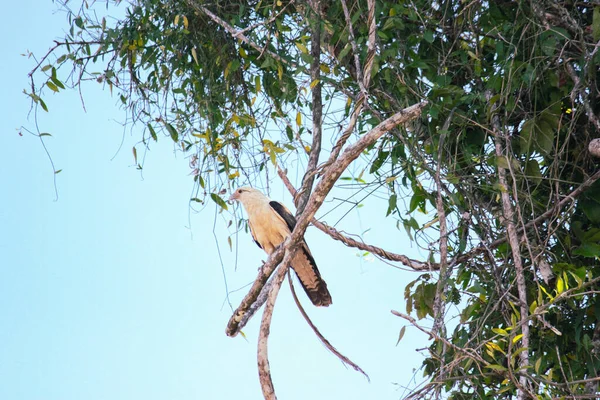 哥伦比亚莱蒂西亚亚马逊森林中的哈比鹰 Harpia Harpyia — 图库照片