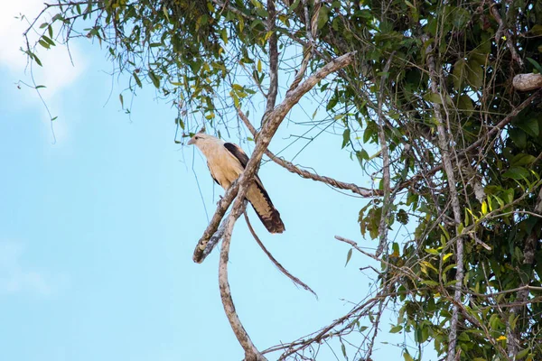 Águila Arpía Harpia Harpyia Bosque Amazónico Leticia Colombia — Foto de Stock