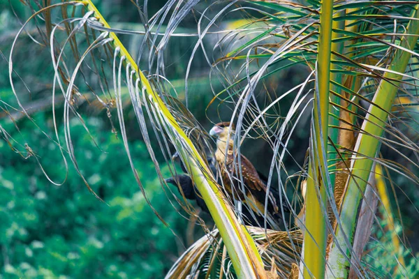 Vie Sauvage Tropicale Des Caraïbes Parc National Tayrona Santa Marta — Photo